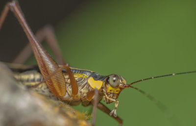 Close-up of insect