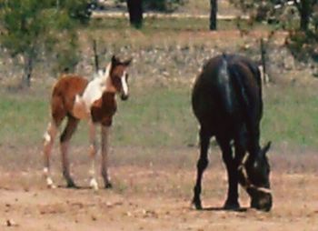 Sheep grazing on field
