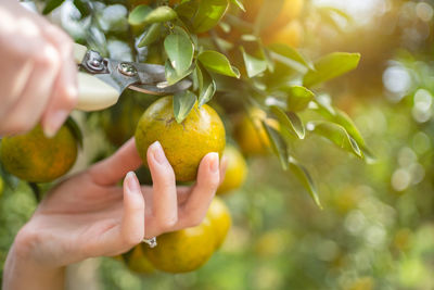 Close-up of fruits on tree