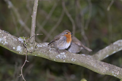 Close-up of bird perching on branch