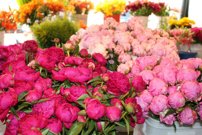 Close-up of pink flowers