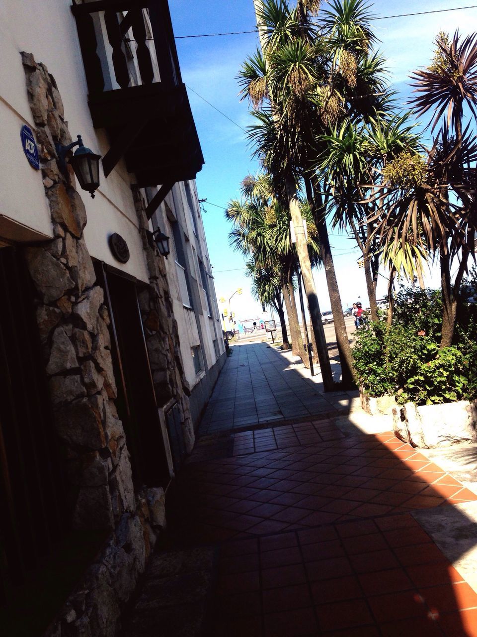 building exterior, tree, architecture, built structure, palm tree, the way forward, street, low angle view, clear sky, sky, sunlight, shadow, growth, outdoors, street light, road, diminishing perspective, day, city, house