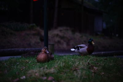 Birds on grass