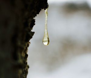 Close-up of icicle