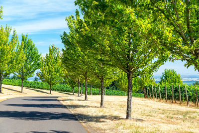 Trees against sky