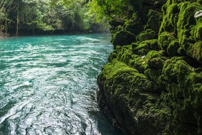 Scenic view of river flowing in forest