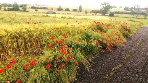 Red poppy flowers growing on field