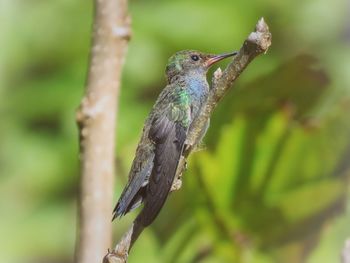 Close-up of bird perching on branch