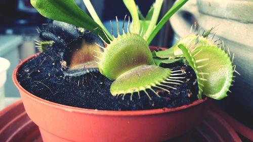 Close-up of potted plant