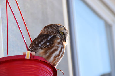 Close-up of bird perching on feeder