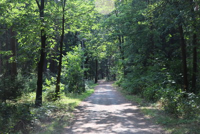 Footpath amidst trees in forest