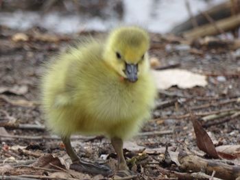 Close-up of a bird on field