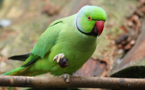 Close-up of parrot