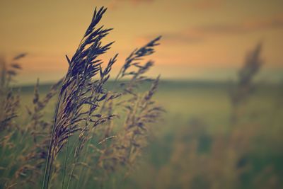 Close-up of plants at sunset