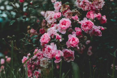 Close-up of pink roses