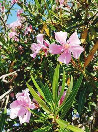 Close-up of pink flowering plant