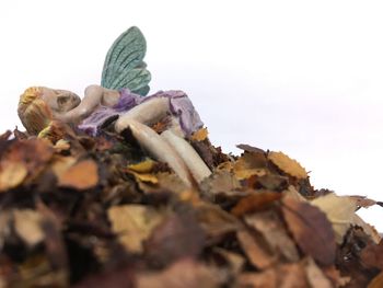 Close-up of autumn leaves