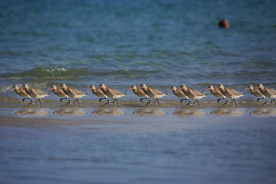 Flock of birds on beach