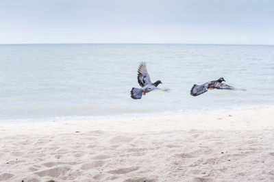 Pigeons flying against sea at beach