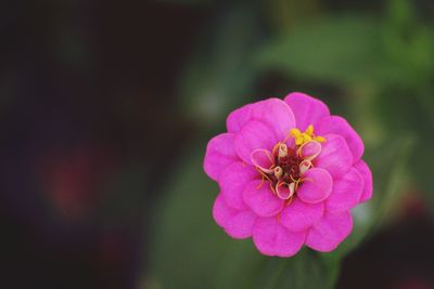 Close-up of pink flower blooming outdoors