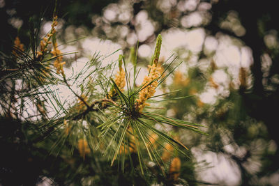 Close-up of plant