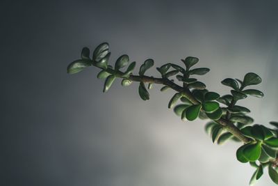 Close-up of fresh green leaves