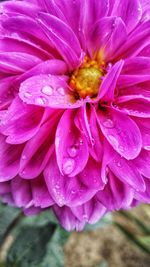 Close-up of pink flower blooming outdoors