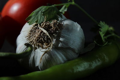 Green chilly, garlic, onion, tomato and curry leaf are isolated on black background. 