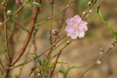 Close-up of pink pollinating flower