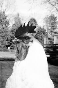 Close-up portrait of a bird