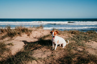 Dog on beach