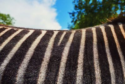 Close-up of tree against sky