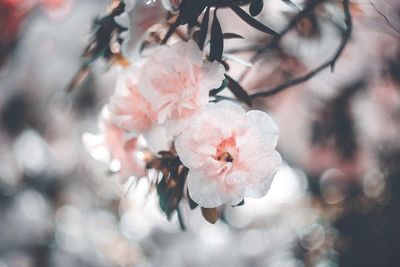 Close-up of pink flowers on branch