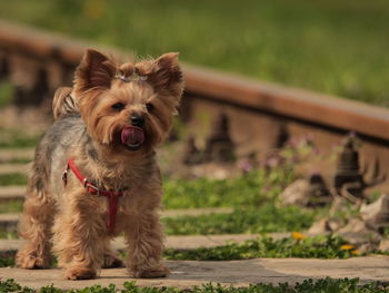 Portrait of dog sitting on field