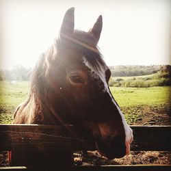 Close-up of horse in ranch