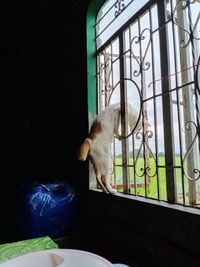 Cat looking through window