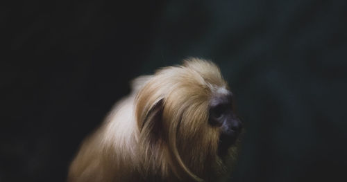 Close-up of monkey in forest at night