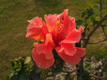 Close-up of red rose flower