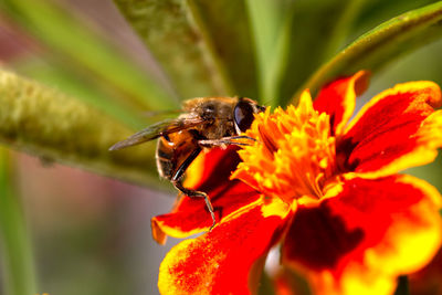 Close-up of bee pollinating on flower