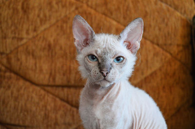 Portrait of blue eyed sphynx kitten