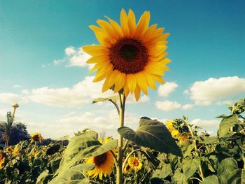 Close-up of yellow sunflower against sky