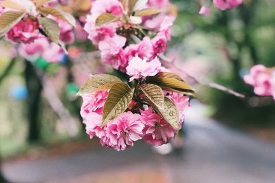 Close-up of butterfly on pink flowering plant