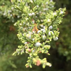 Close-up of plant growing outdoors