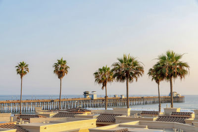 Palm trees on swimming pool