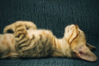High angle view of cat sleeping