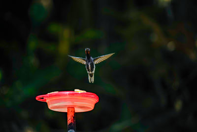 Close-up of a bird flying