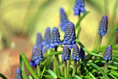 Close-up of purple flowering plants