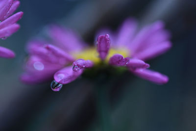 Close-up of wet purple flower