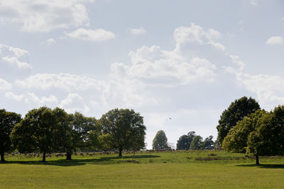 Trees on field against sky
