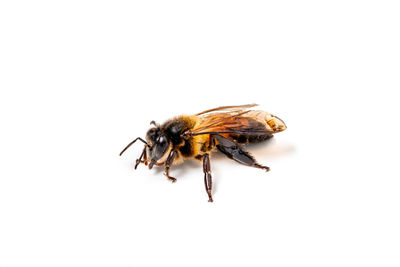 Close-up of bee on white background